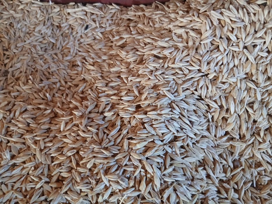 Orzoaica primavara 1,5 lei kg