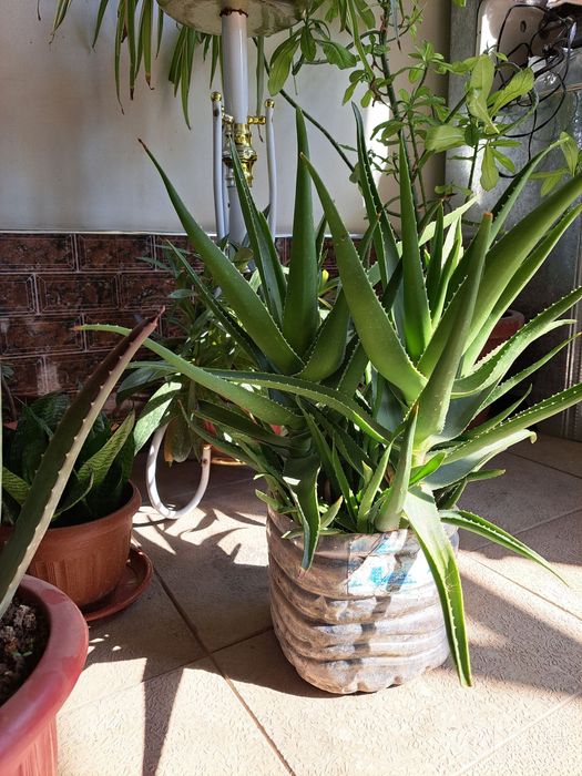 Aloe Kup yillik Dorivor