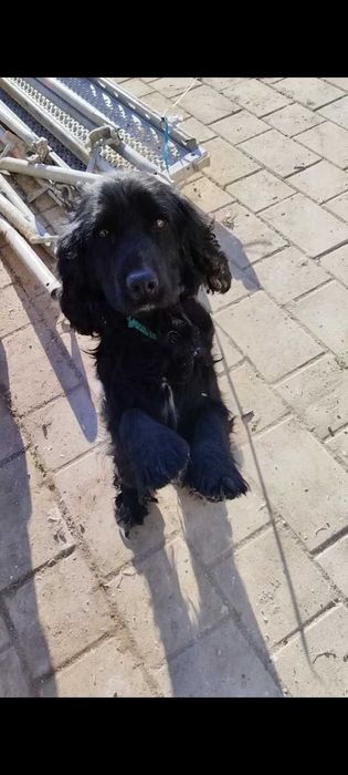 ОБУЧЕНО Куче За Трюфели