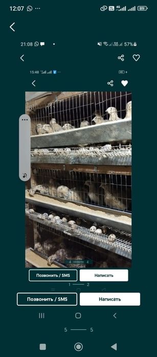 Перепелиные яйца оптом