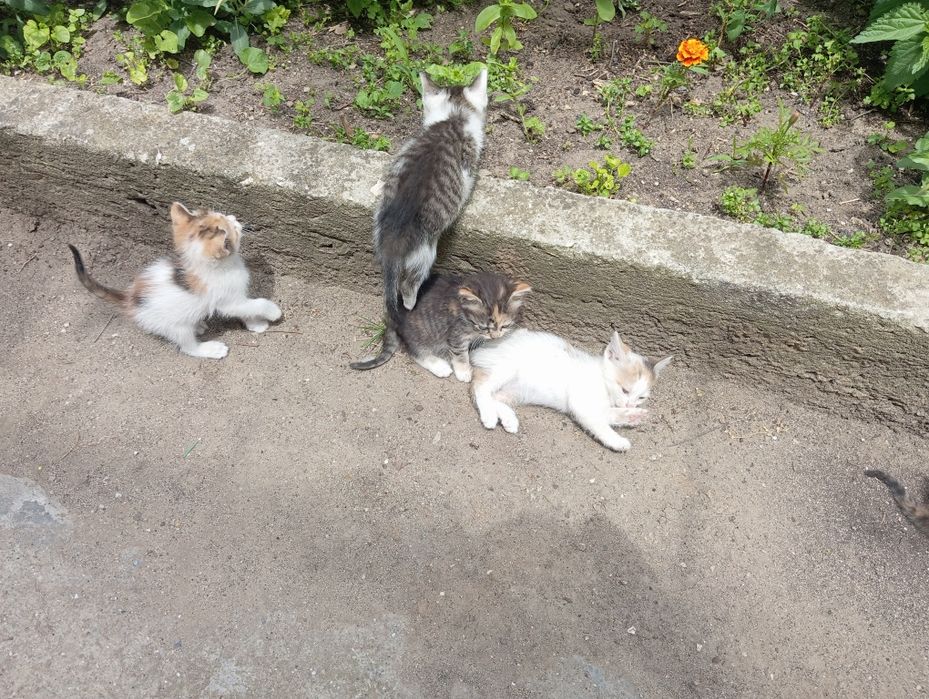Дворни малки котенца