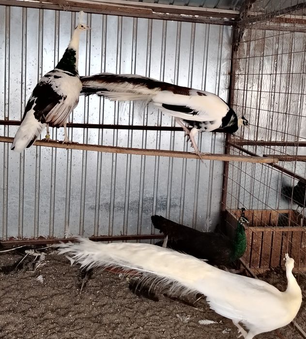 Păuni de diferite culori și varste