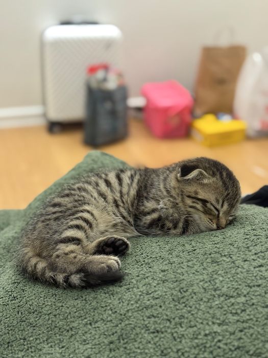 Вислоухий шотландский кот