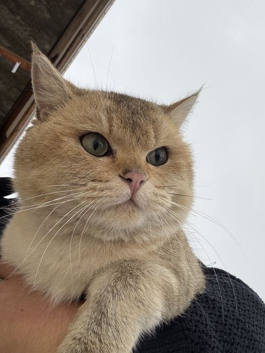 Mushuk britan oroginali sotaman srochno