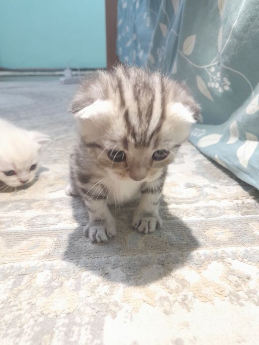 Продаётся котята шотланские