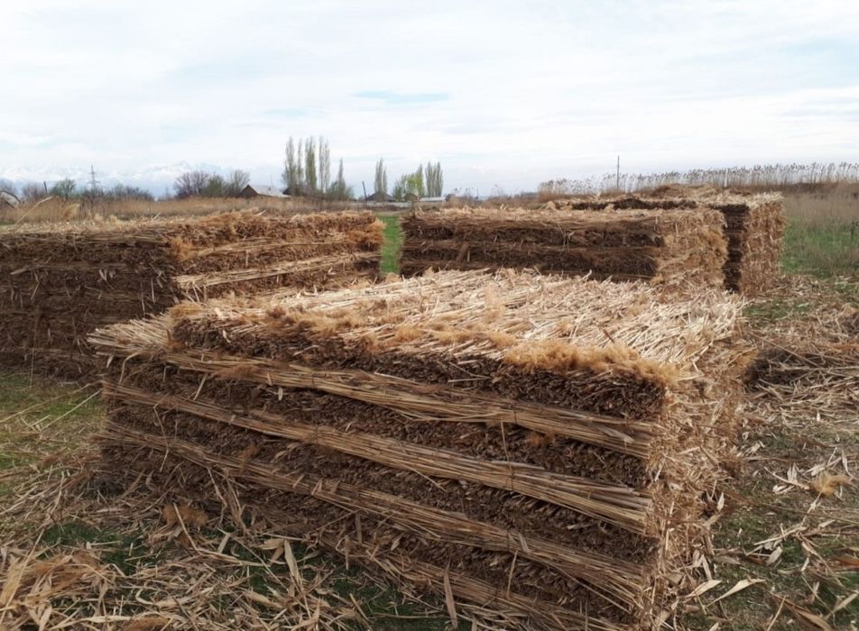 қамыс мата камыш