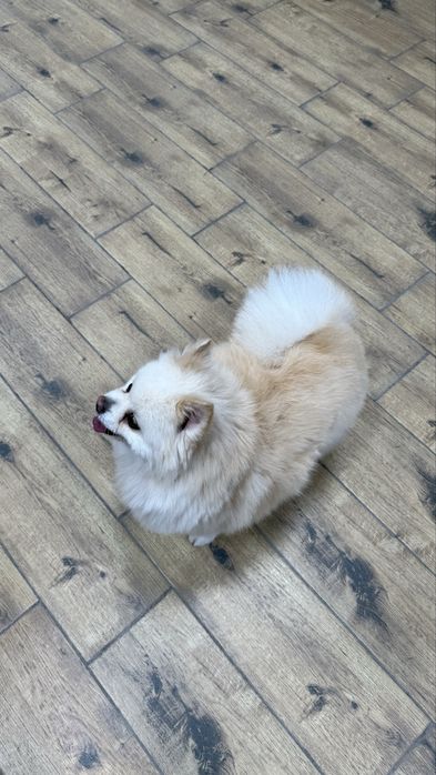 Померанский щпиц