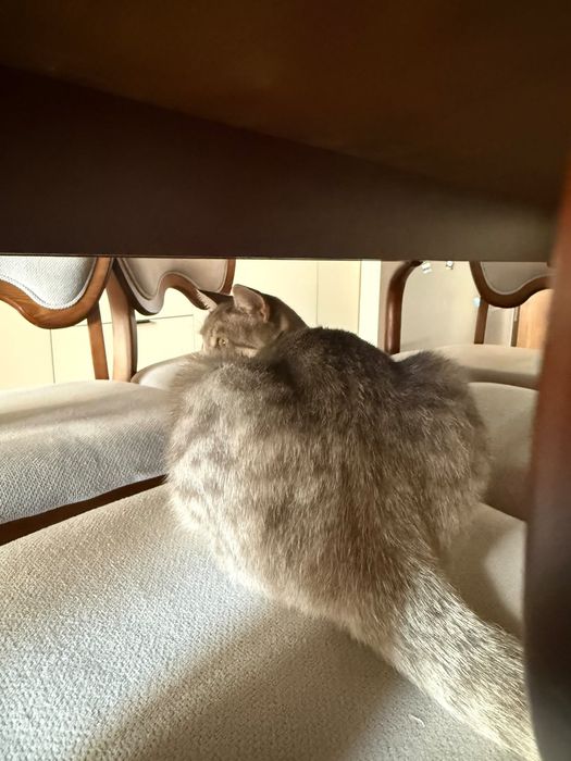 Кошка 2 года шотландка