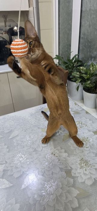 Продам:  Абиссинский кошка