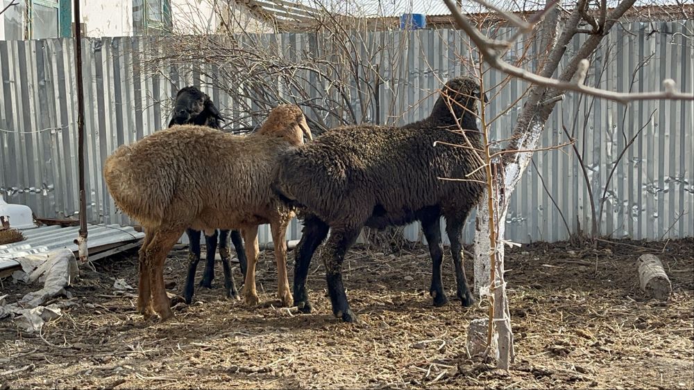 Тұқымдыққа қошқарлар сатылады