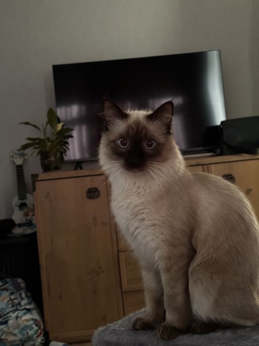 Отдадим котика в хорошие руки