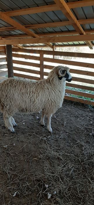 Berbecuți de vânzare