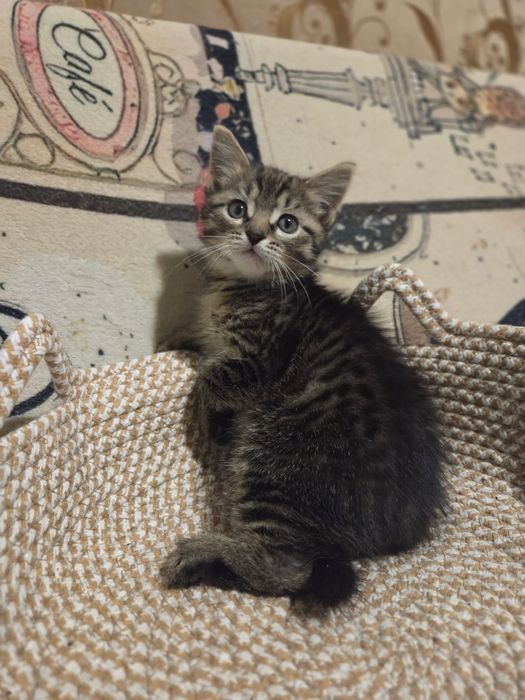 Котёнок в добрые руки