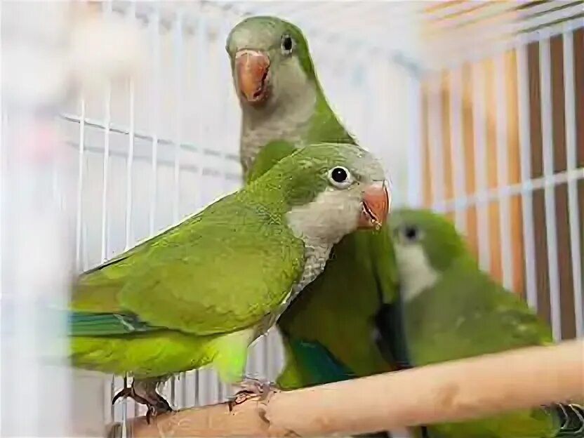 Попугай Калита пара