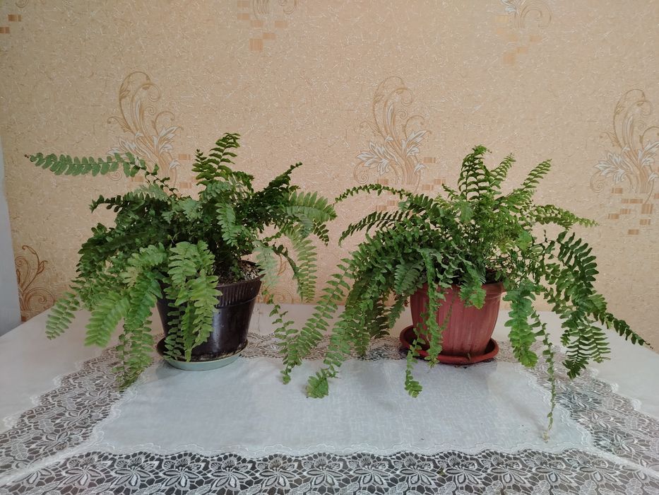 Продам папоротник