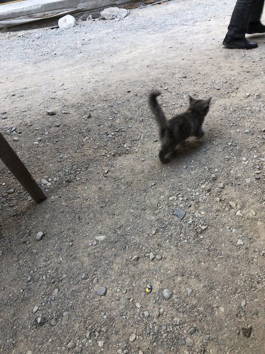 Котенок бесплатно