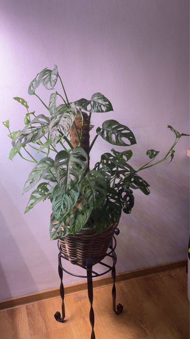 Monstera simpla si Monstera Monkey de vanzare