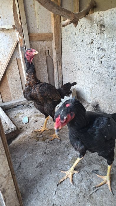 Дакан товуклар турли хил зотлар