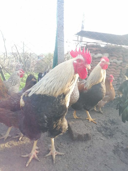 Разплодни яйца от катунски кокошки