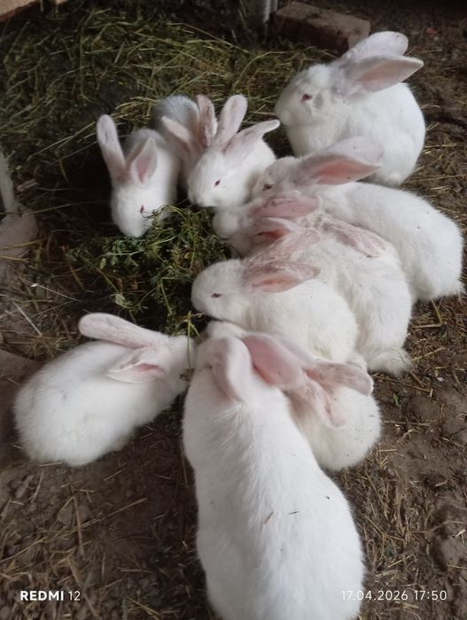 Продам кроликов       .
