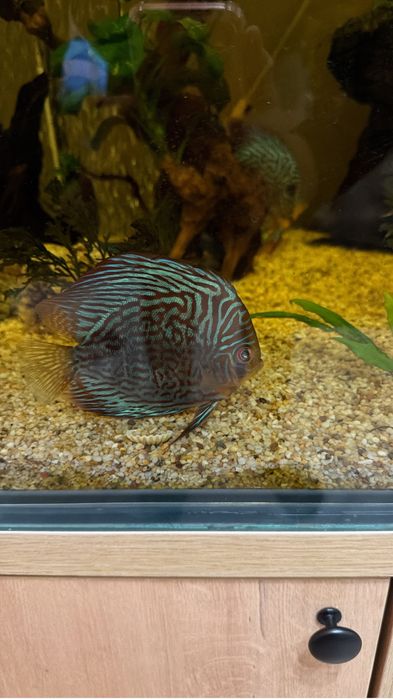 Продается Аквариум и рыбы.