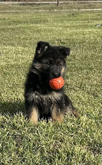 Кутрета “Немска Овчарка”