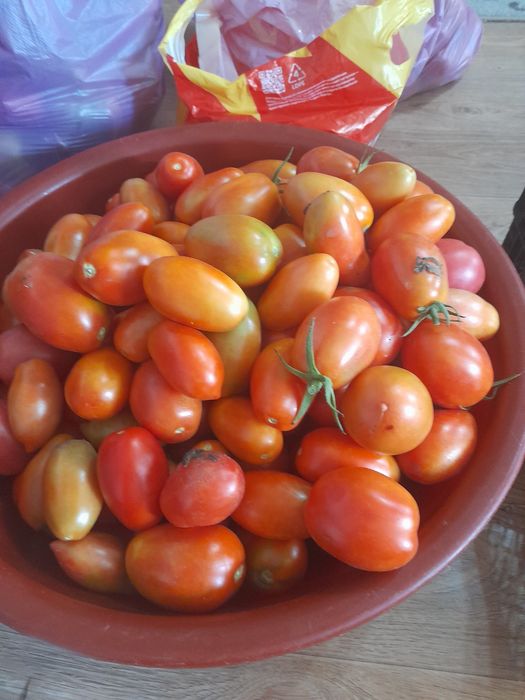 Продаю дачные помидоры  для засолки