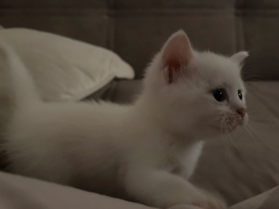Белые котята сибирской кошки