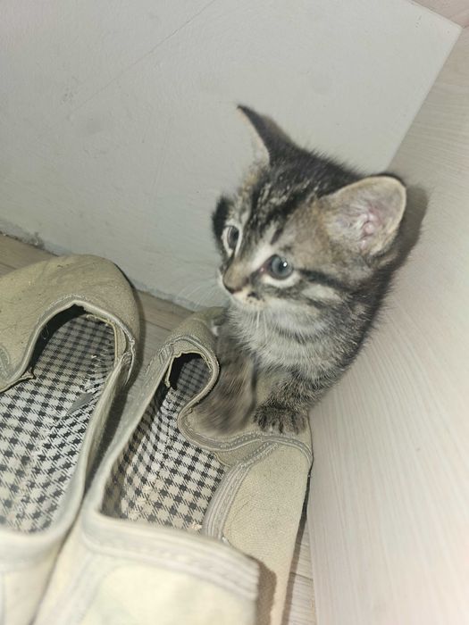 Котята 2 месячные