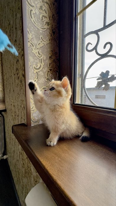 Золотая шиншилла девочка продаётся