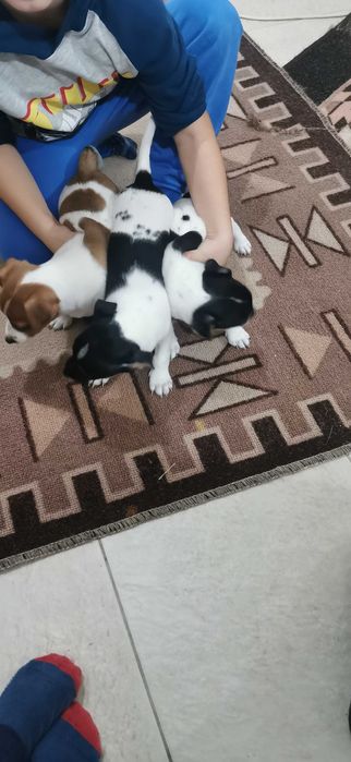 Джак ръсел маллък