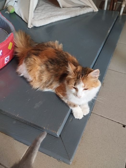 Donez pisică împreună cu puiuții ei unei familii iubitoare