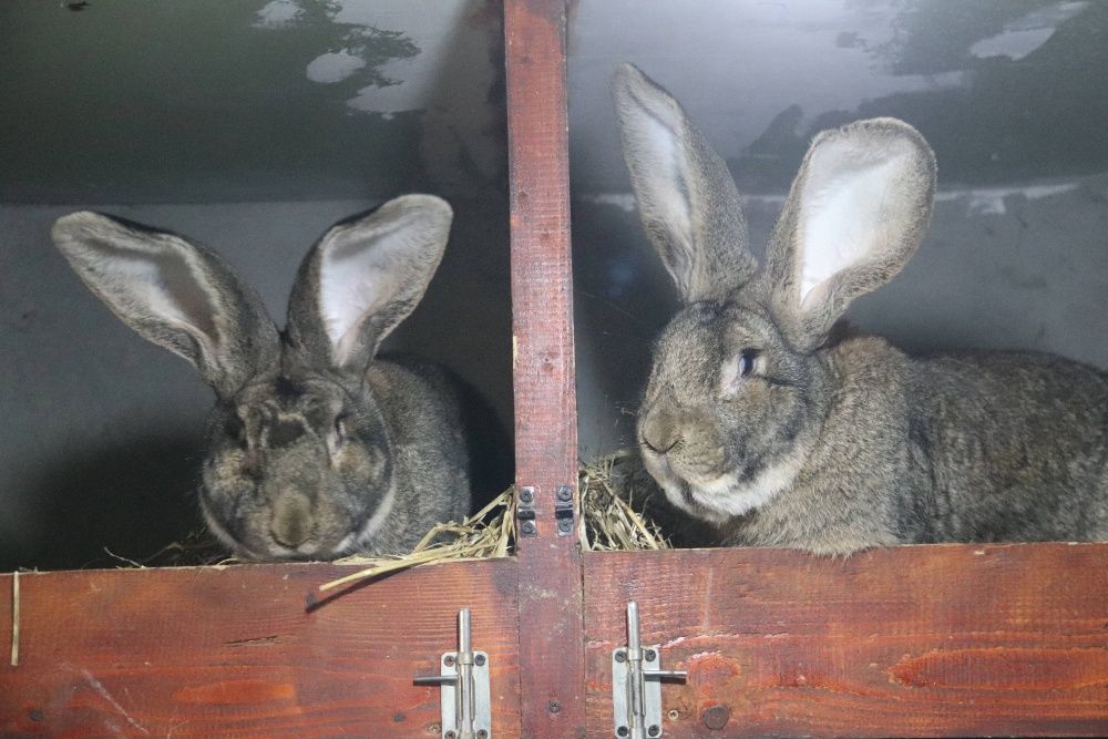 Iepuri rasa Urias German Gri