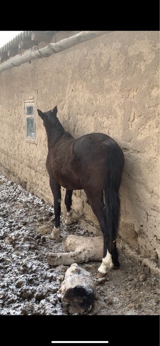 Тай Жылқы Құнан/ Соғым