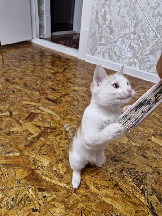 Отдам котенка бесплатно