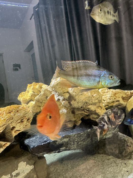 Ciclide africane hapsi