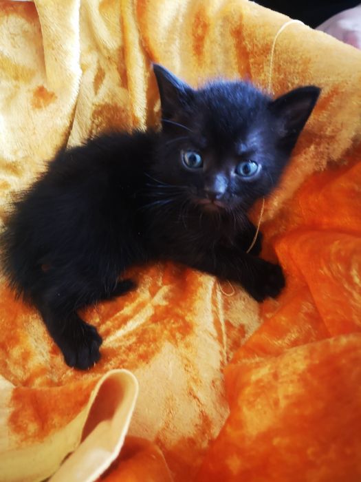 Мальчик Черныш котенок