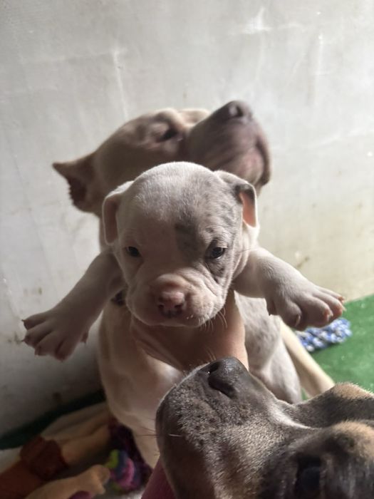 Американски булита