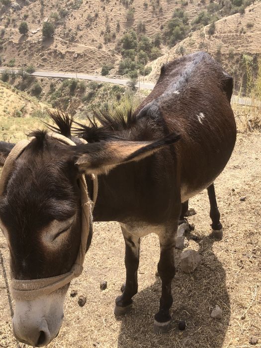 Ona bola urgochi ewwak yuvow tepmaydi tiwlamaydi