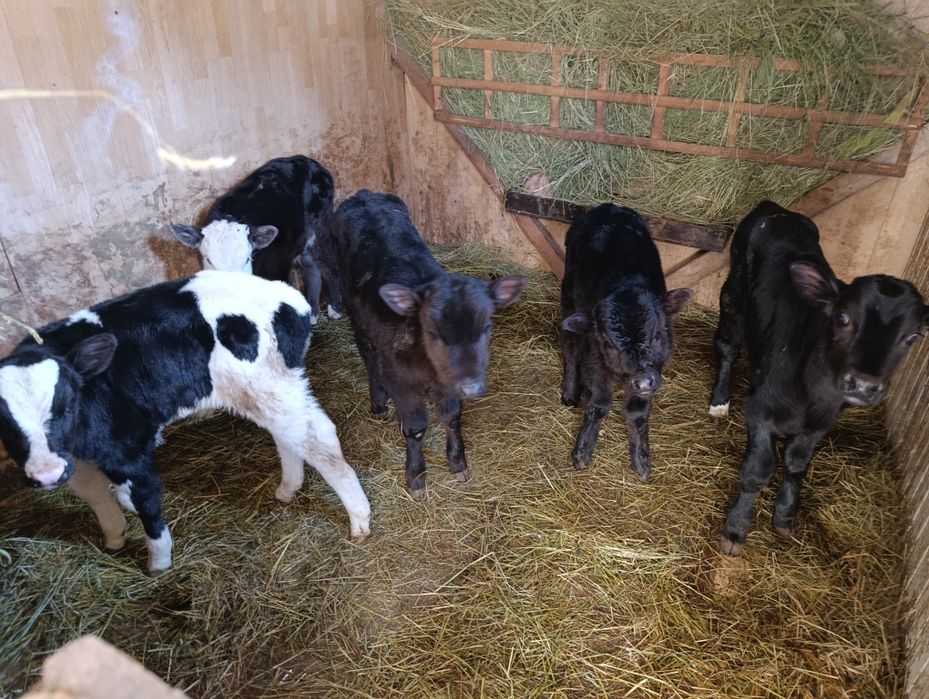 Телята бычки 5 голов