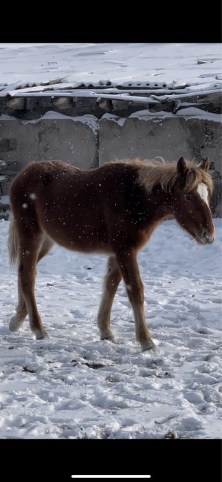 Продам тай , тай сатамын