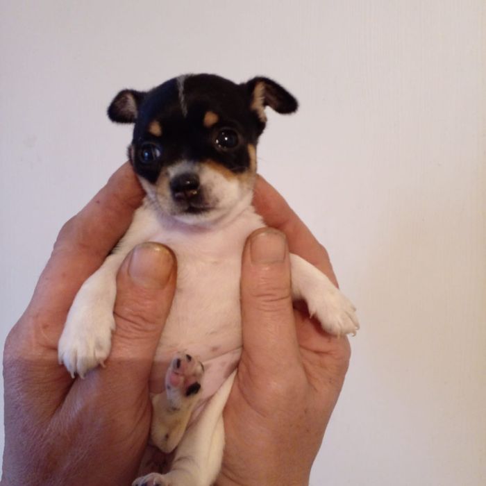 Продам мини антистрес тойтерьера