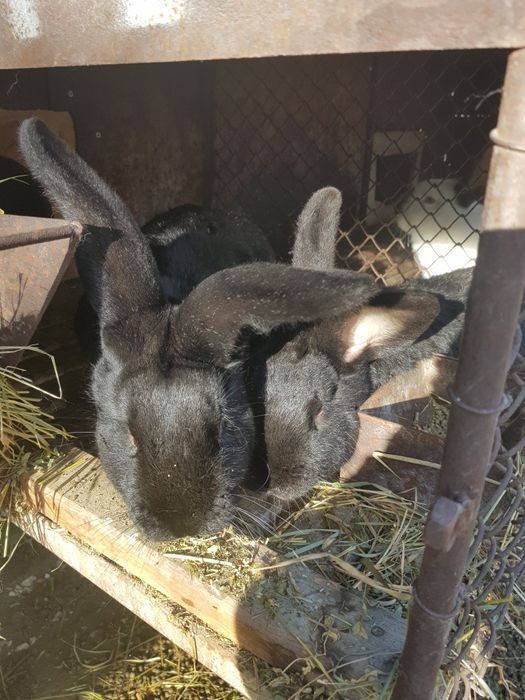 Iepuri masculi si pui de iepuri