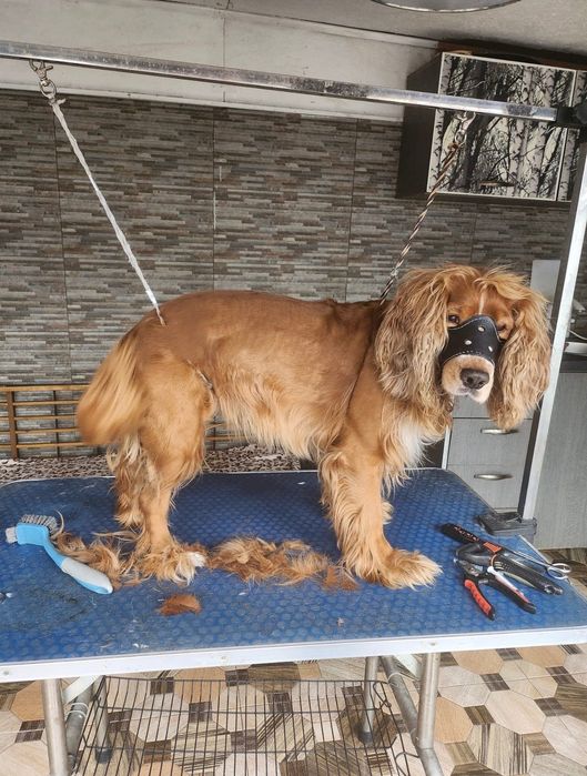 Tund câini și pisici