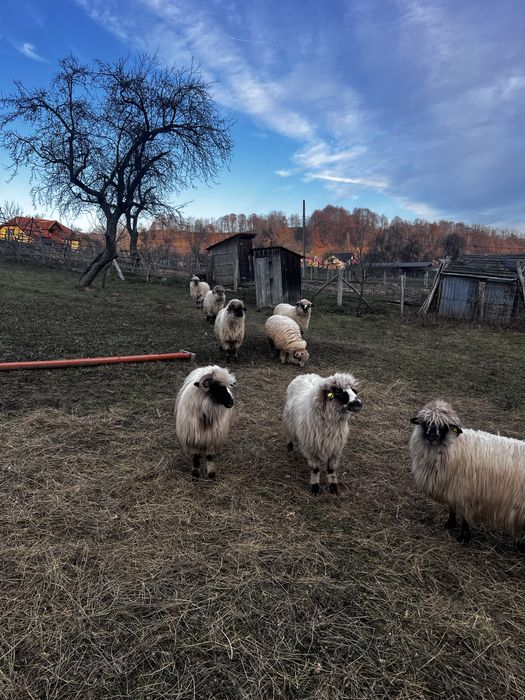 Vând oi in Arges