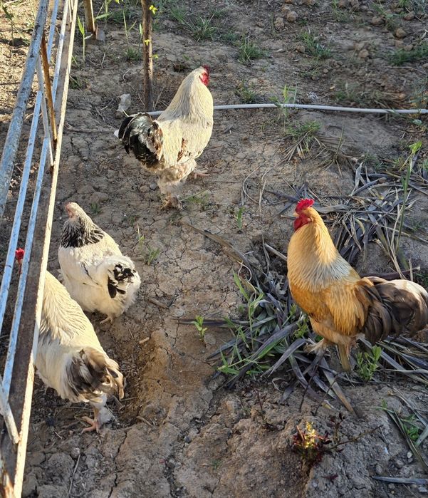 Хуроз сотилади, Брама. Питух