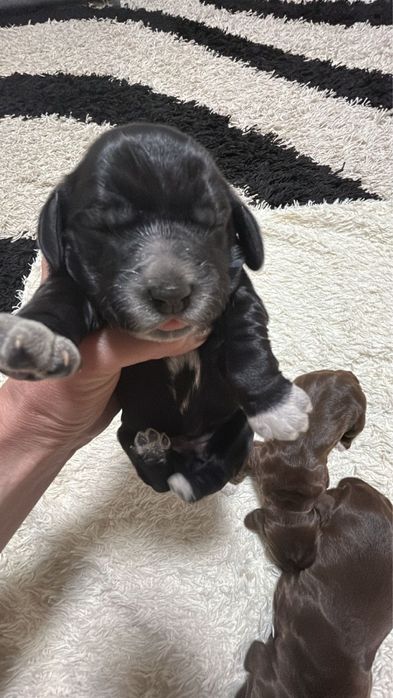 Щенки Спинниеля(Русский охотничий спаниель)