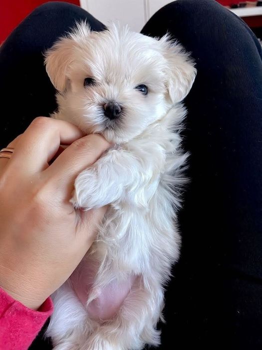 Bochon toy femelă disponibilă