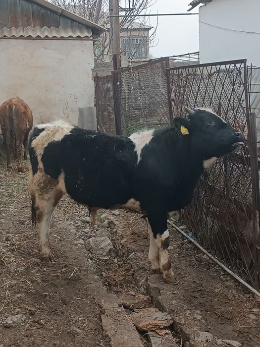 Буха сатылады пригородта