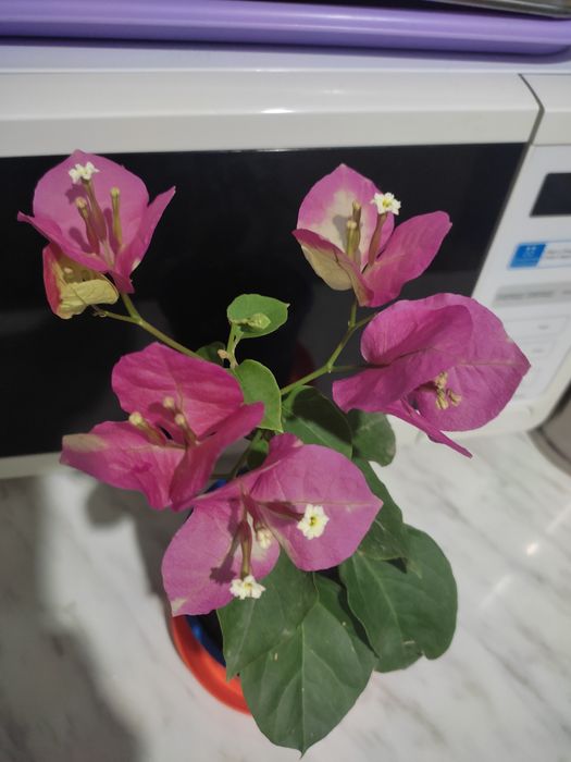 Продам бугенвилии цветущие